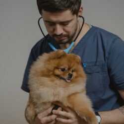 salario-veterinario